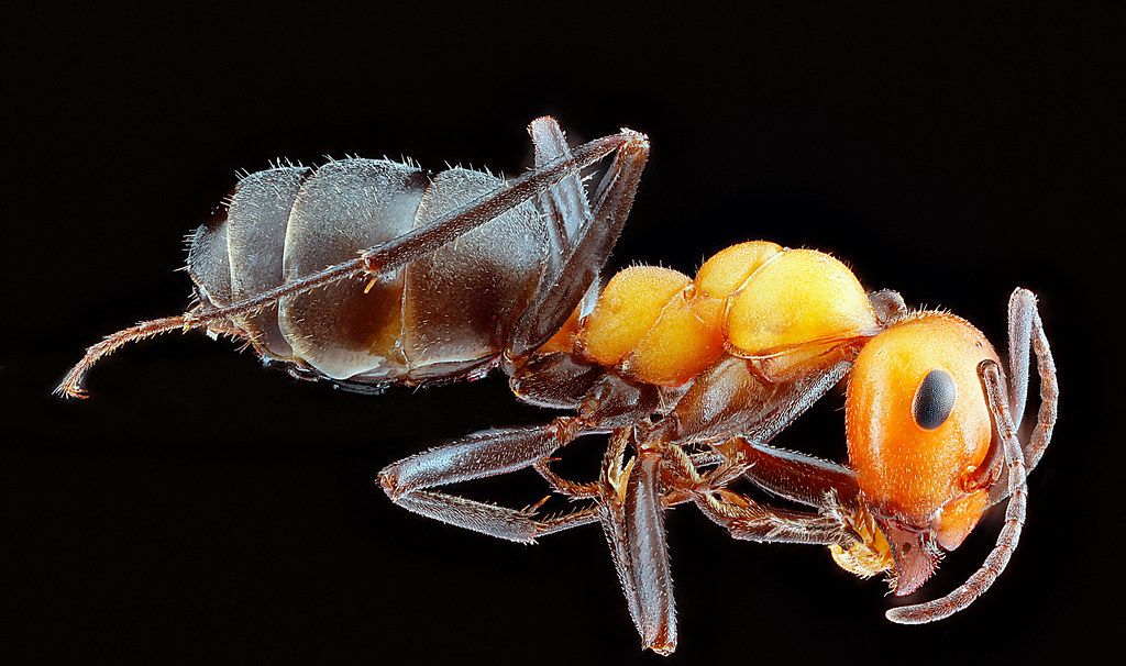 Ant Control service in Pico Rivera, CA