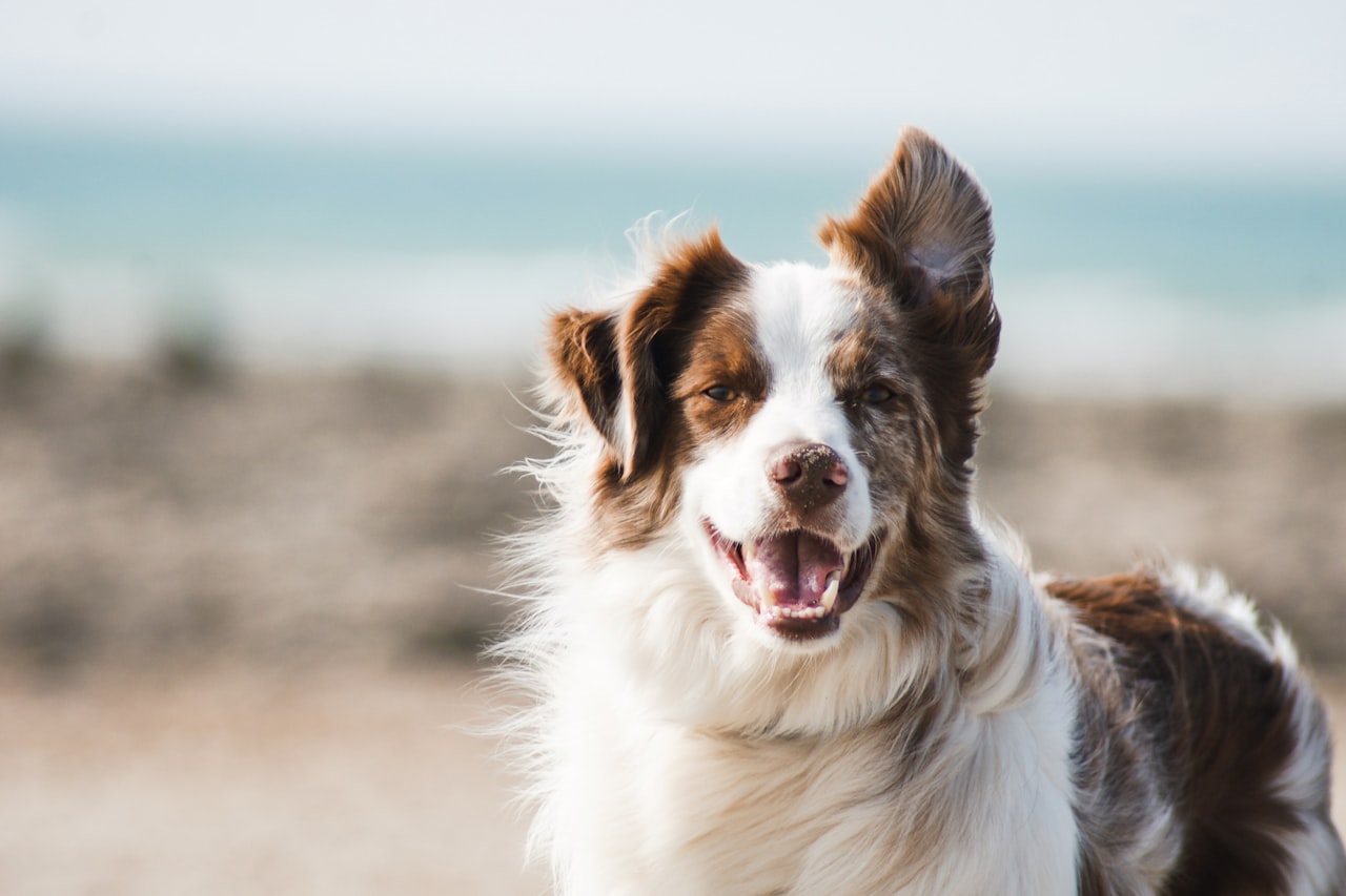 Flea & Tick Control service in Pico Rivera, CA