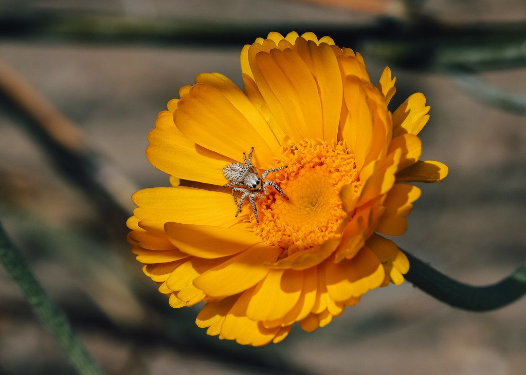 Spider Control service in Pico Rivera, CA